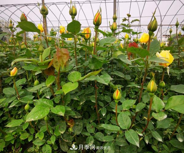 月季葉片發(fā)黃？快來看看怎么做(圖1)