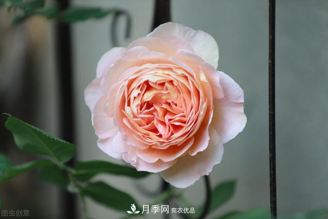 南方有些地區(qū)為什么養(yǎng)不好藤本月季？看著三個(gè)3個(gè)原因(圖2)