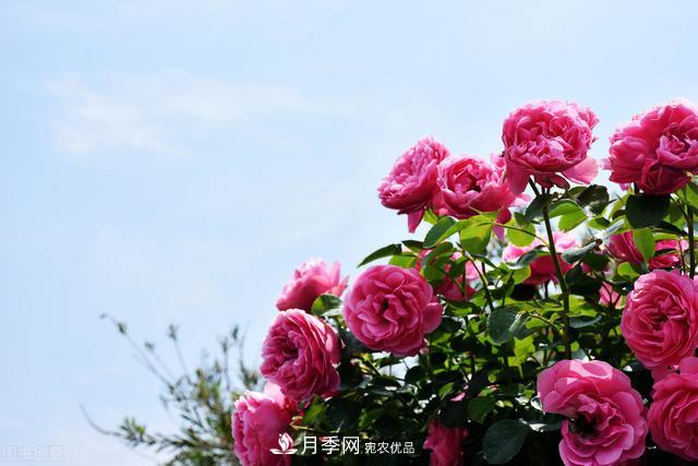 南方有些地區(qū)為什么養(yǎng)不好藤本月季？看著三個(gè)3個(gè)原因(圖4)