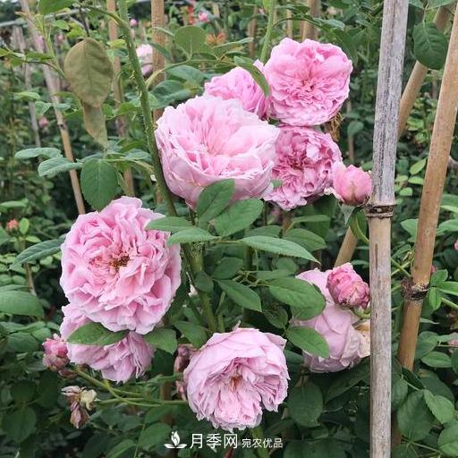 盤點(diǎn)30款又香又好看的月季，讓花園香氣迷人又美麗(圖1)