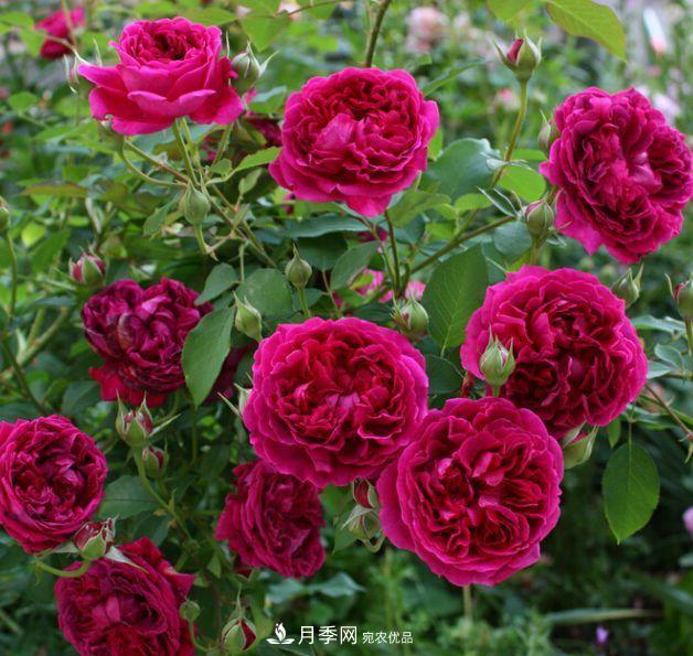 盤點(diǎn)30款又香又好看的月季，讓花園香氣迷人又美麗(圖4)