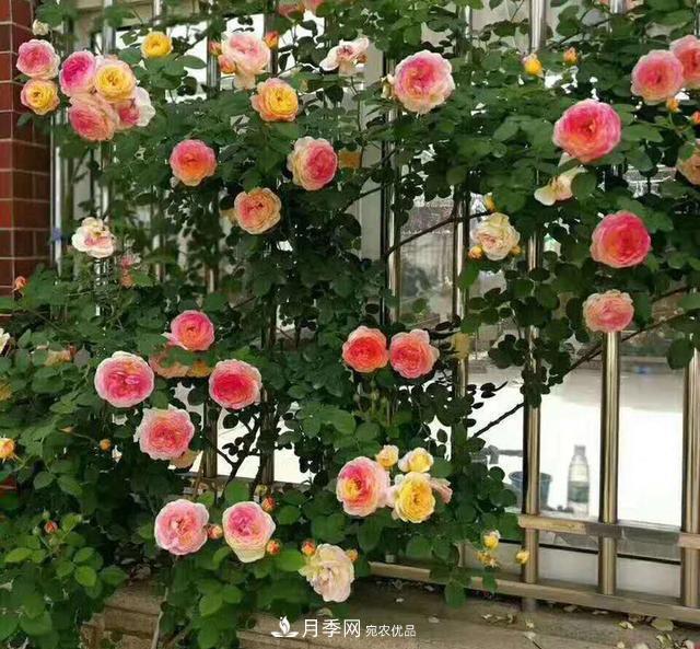 盤點(diǎn)30款又香又好看的月季，讓花園香氣迷人又美麗(圖5)