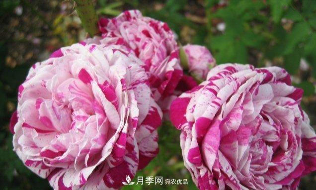 盤點(diǎn)30款又香又好看的月季，讓花園香氣迷人又美麗(圖3)