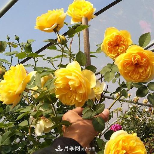 盤點(diǎn)30款又香又好看的月季，讓花園香氣迷人又美麗(圖8)