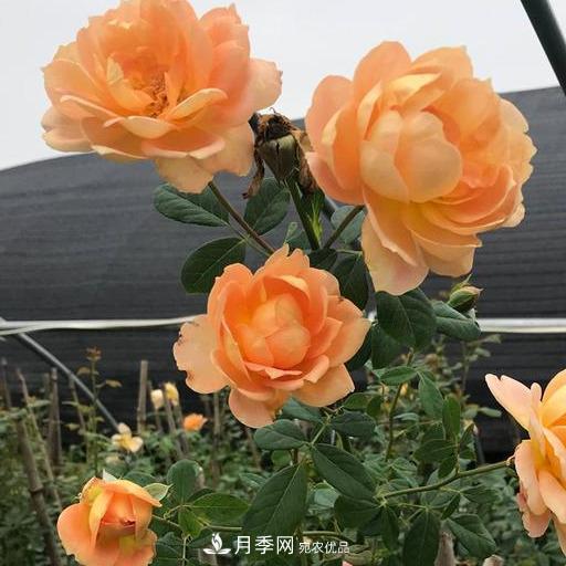 盤點(diǎn)30款又香又好看的月季，讓花園香氣迷人又美麗(圖11)