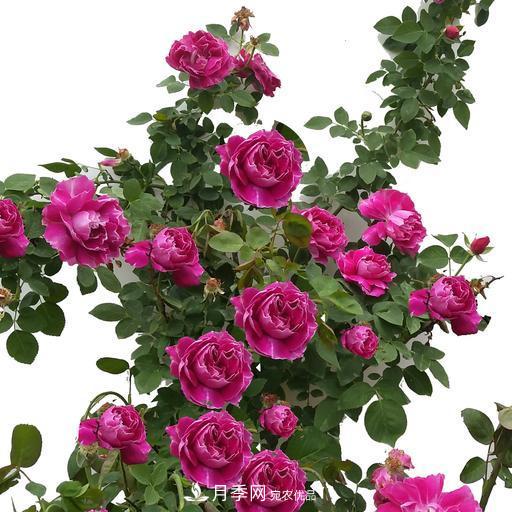 盤點(diǎn)30款又香又好看的月季，讓花園香氣迷人又美麗(圖10)
