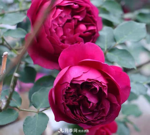 盤點(diǎn)30款又香又好看的月季，讓花園香氣迷人又美麗(圖17)