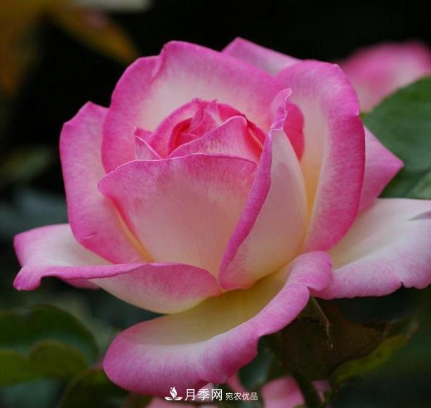 盤點(diǎn)30款又香又好看的月季，讓花園香氣迷人又美麗(圖16)