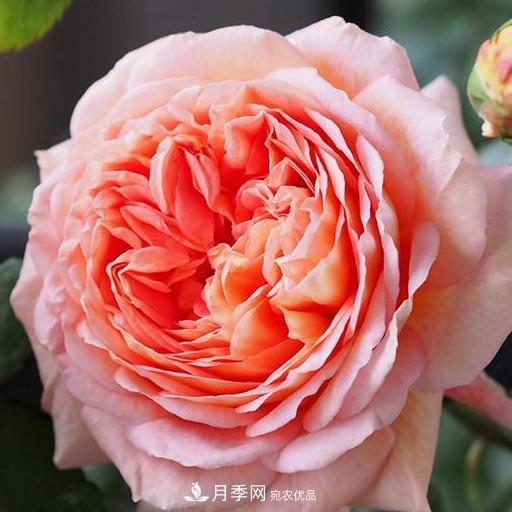盤點(diǎn)30款又香又好看的月季，讓花園香氣迷人又美麗(圖15)