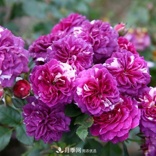 盤點(diǎn)30款又香又好看的月季，讓花園香氣迷人又美麗(圖13)