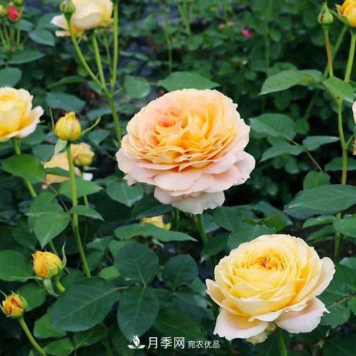 盤點(diǎn)30款又香又好看的月季，讓花園香氣迷人又美麗(圖14)