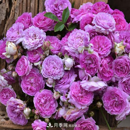 盤點(diǎn)30款又香又好看的月季，讓花園香氣迷人又美麗(圖22)