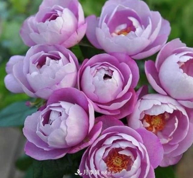 盤點(diǎn)30款又香又好看的月季，讓花園香氣迷人又美麗(圖21)