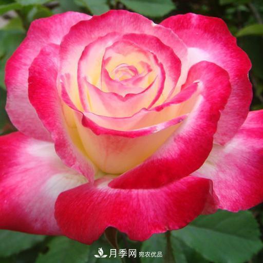 盤點(diǎn)30款又香又好看的月季，讓花園香氣迷人又美麗(圖23)