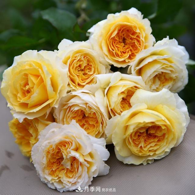 盤點(diǎn)30款又香又好看的月季，讓花園香氣迷人又美麗(圖20)
