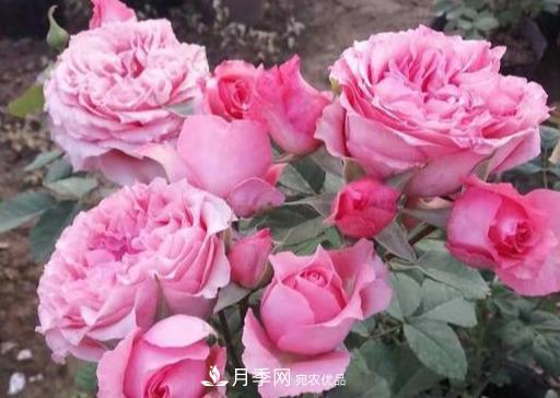 盤點(diǎn)30款又香又好看的月季，讓花園香氣迷人又美麗(圖29)