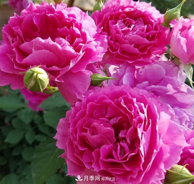 盤點(diǎn)30款又香又好看的月季，讓花園香氣迷人又美麗(圖26)