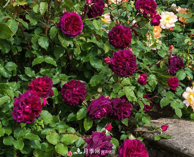 盤點(diǎn)30款又香又好看的月季，讓花園香氣迷人又美麗(圖24)