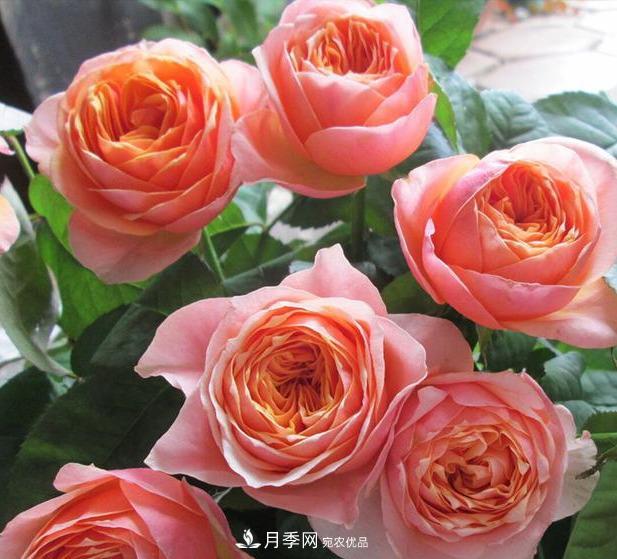 盤點(diǎn)30款又香又好看的月季，讓花園香氣迷人又美麗(圖28)