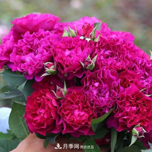 盤點(diǎn)30款又香又好看的月季，讓花園香氣迷人又美麗(圖25)