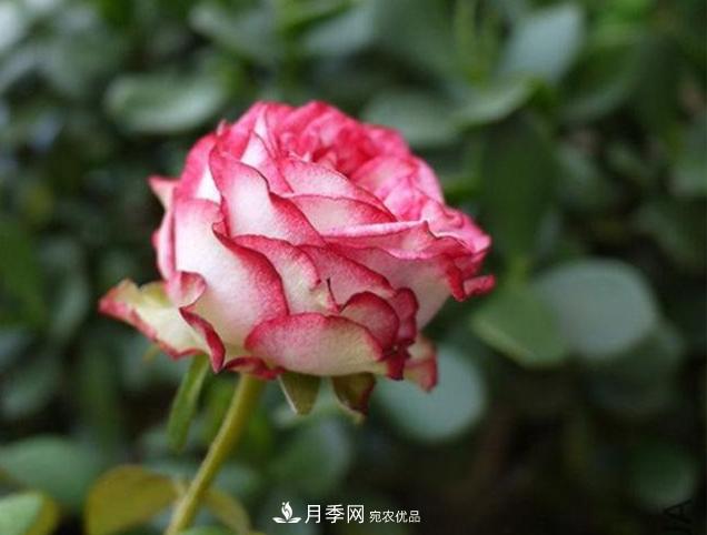 月季為什么老是死掉養(yǎng)不活？十大護(hù)身符趕緊拿走用(圖1)