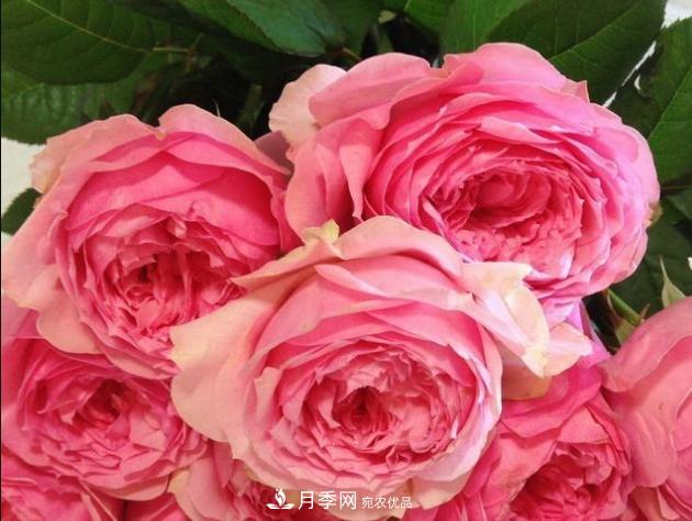 月季為什么老是死掉養(yǎng)不活？十大護(hù)身符趕緊拿走用(圖2)