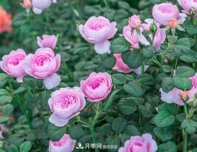 月季為什么老是死掉養(yǎng)不活？十大護(hù)身符趕緊拿走用(圖3)