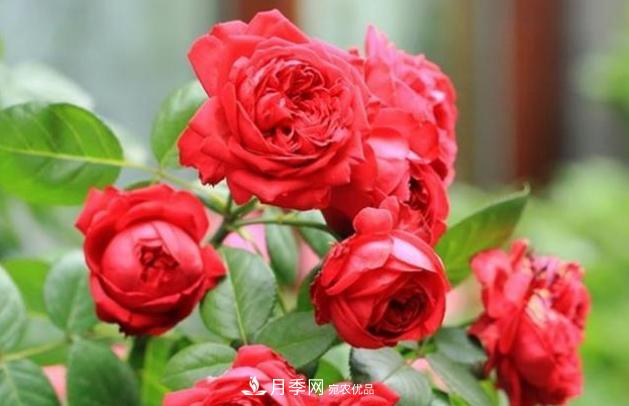月季為什么老是死掉養(yǎng)不活？十大護(hù)身符趕緊拿走用(圖4)