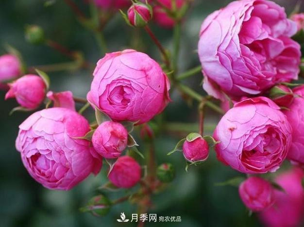 月季為什么老是死掉養(yǎng)不活？十大護(hù)身符趕緊拿走用(圖5)