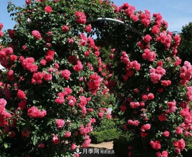 月季為什么老是死掉養(yǎng)不活？十大護(hù)身符趕緊拿走用(圖6)