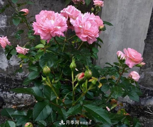 養(yǎng)月季有3個關(guān)鍵的重點，10天萌發(fā)出新花苞，一年四季都開花(圖4)