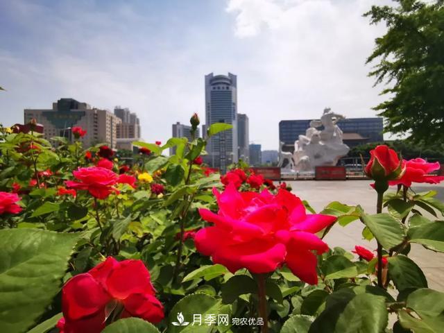 太原將種植月季、玫瑰等花卉百萬株 打造玫瑰之城浪漫之都(圖1)