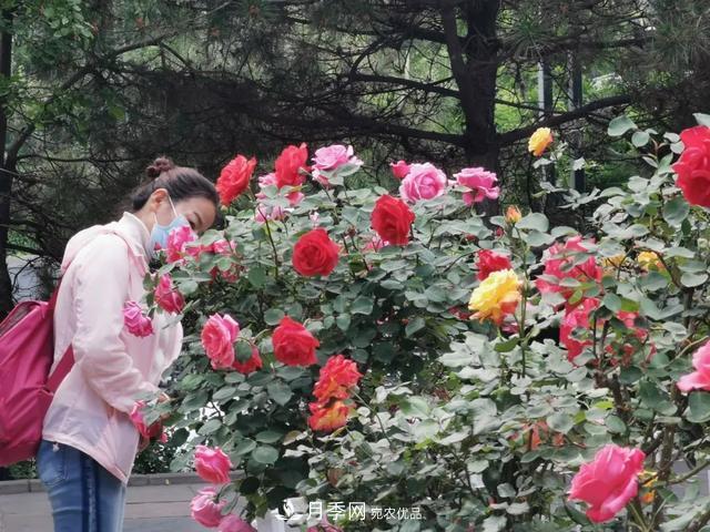 太原將種植月季、玫瑰等花卉百萬株 打造玫瑰之城浪漫之都(圖2)