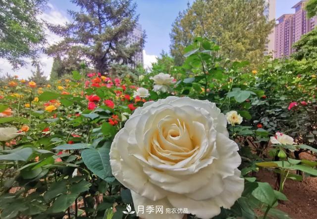 太原將種植月季、玫瑰等花卉百萬株 打造玫瑰之城浪漫之都(圖3)