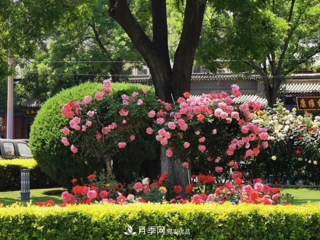 太原將種植月季、玫瑰等花卉百萬株 打造玫瑰之城浪漫之都(圖4)