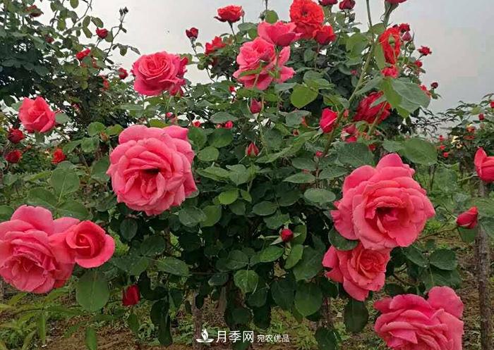 怎么養(yǎng)好月季樹？做好這幾點，開花朵朵不倒伏值得擁有(圖2)