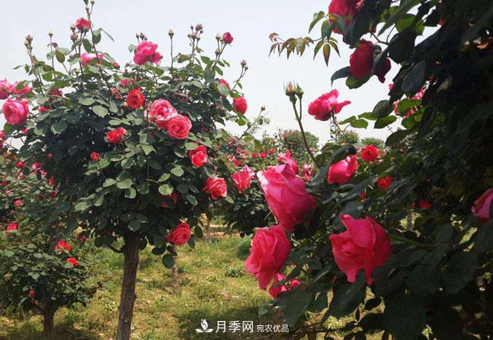 怎么養(yǎng)好月季樹？做好這幾點，開花朵朵不倒伏值得擁有(圖1)