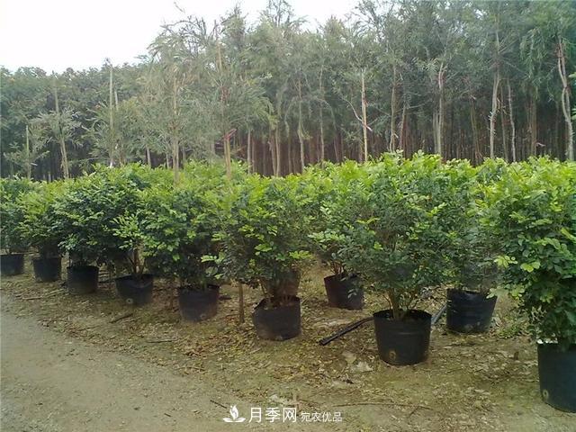 干貨：園林綠化種植技術(shù)17問(wèn)，你需要掌握苗木知識(shí)(圖1)