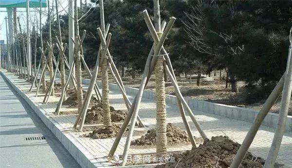 干貨：園林綠化種植技術(shù)17問(wèn)，你需要掌握苗木知識(shí)(圖3)