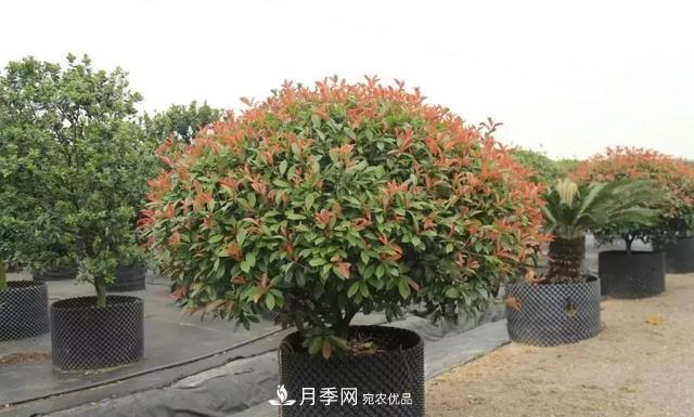 干貨：園林綠化種植技術(shù)17問(wèn)，你需要掌握苗木知識(shí)(圖2)