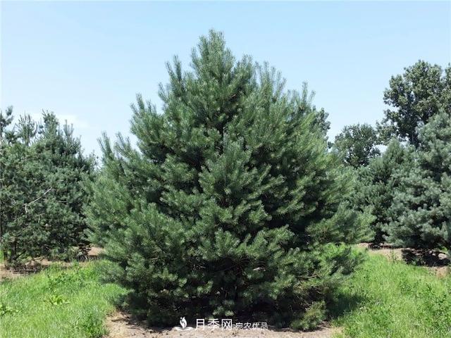 干貨：園林綠化種植技術(shù)17問(wèn)，你需要掌握苗木知識(shí)(圖5)