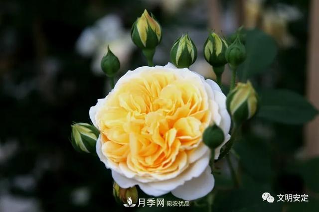 走進(jìn)甘肅省定西市魯家溝鎮(zhèn)月季園(圖6)