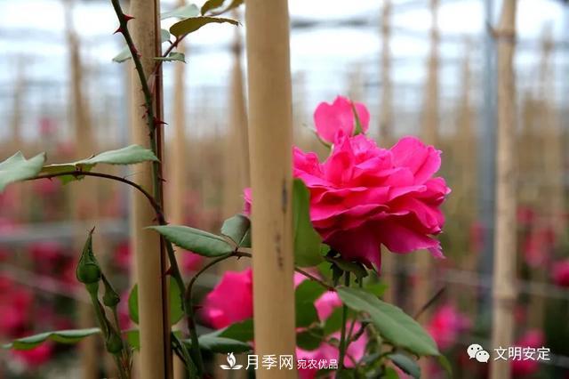 走進(jìn)甘肅省定西市魯家溝鎮(zhèn)月季園(圖8)