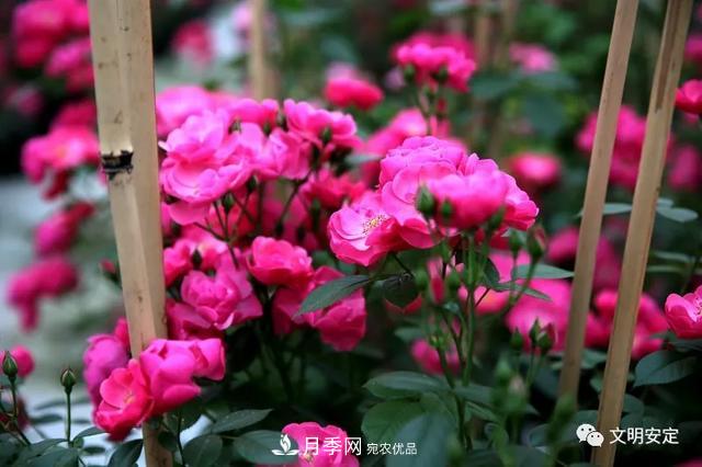 走進(jìn)甘肅省定西市魯家溝鎮(zhèn)月季園(圖7)