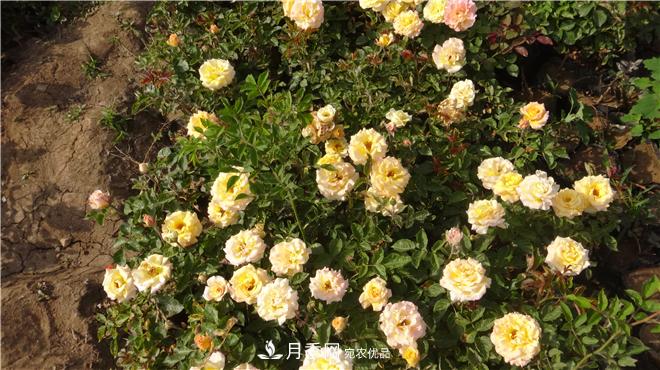 南陽(yáng)方城縣發(fā)展月季花木產(chǎn)業(yè)助力鄉(xiāng)村振興致富(圖2)