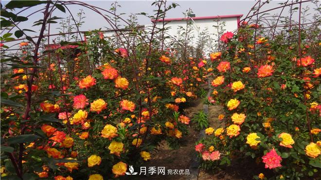 南陽(yáng)方城縣發(fā)展月季花木產(chǎn)業(yè)助力鄉(xiāng)村振興致富(圖3)