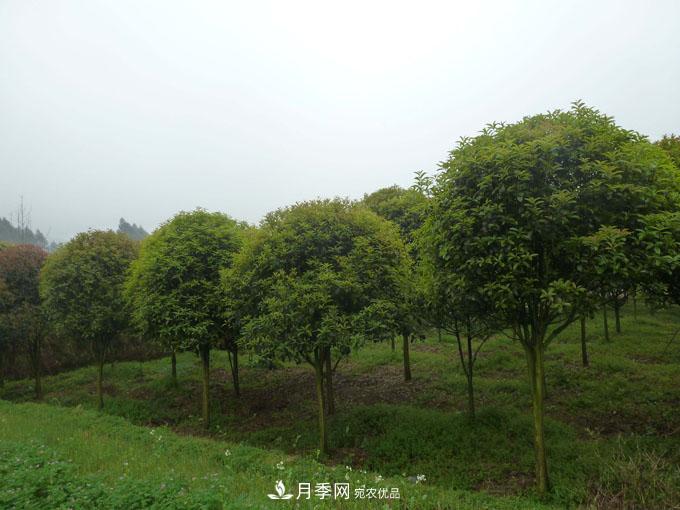 造林工程機(jī)遇，想賺錢的苗木人千萬(wàn)別錯(cuò)過這個(gè)機(jī)會(huì)(圖1)