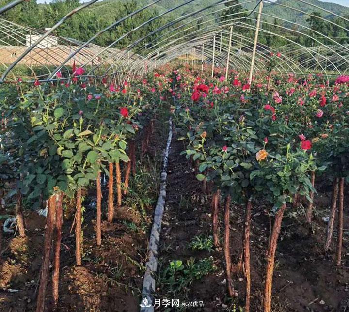 6公分的月季樹市場(chǎng)報(bào)價(jià)是多少錢，看月季樹基地怎么說(shuō)(圖6)