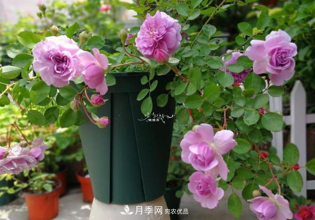 新手買月季花，避開這個(gè)坑，不然會吃虧(圖3)
