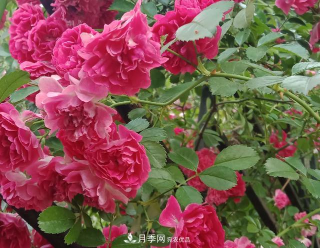 新手買月季花，避開這個(gè)坑，不然會吃虧(圖2)